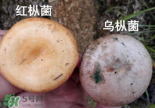 怎樣鑒別重陽菌是否有毒？重陽菌是發(fā)物嗎