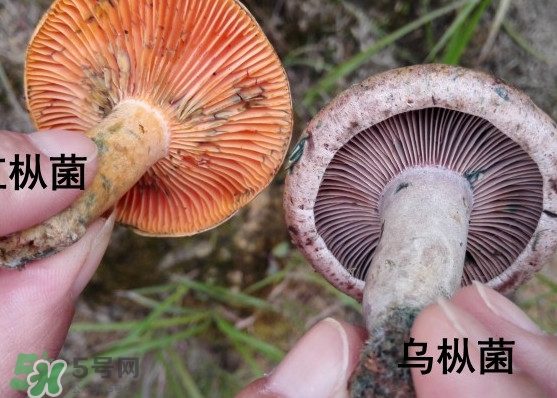 樅樹菌怎樣保存至冬季？樅樹菌能和榨菜一起吃嗎