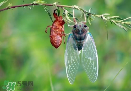 金蟬什么時(shí)候出來(lái)？金蟬什么時(shí)候出土？