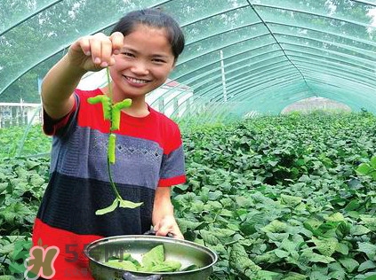 豆丹是什么？豆丹多少錢一斤？