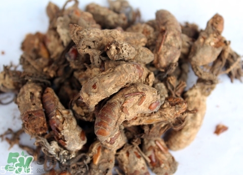 金蟬花多少錢一斤？2017金蟬花價(jià)格