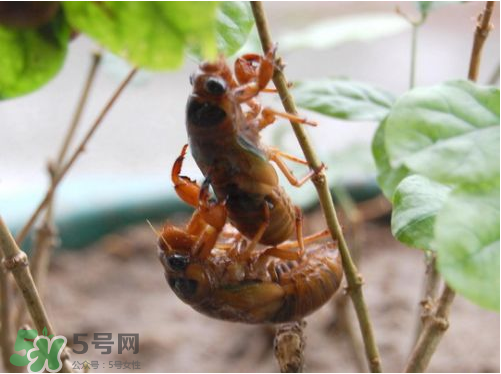 知了猴可以人工養(yǎng)殖嗎？知了猴怎么養(yǎng)殖？