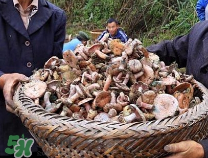 重陽菌孕婦可以吃嗎？重陽菌怎樣保存才新鮮
