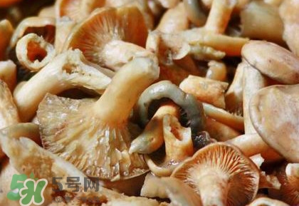 怎樣鑒別重陽菌是否有毒？重陽菌是發(fā)物嗎