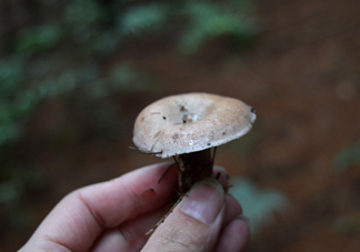 重陽菌什么時候有？重陽菌不能與什么食物一起吃