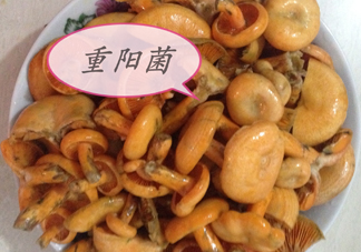 重陽菌多少錢一斤？重陽菌怎么清洗