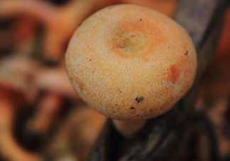 重陽菌可以種植嗎？重陽菌為什么不能人工種植？