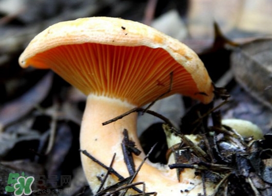樅樹菌怎樣保存至冬季？樅樹菌能和榨菜一起吃嗎