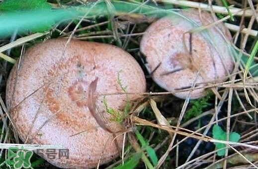 重陽(yáng)菌多少錢一斤？重陽(yáng)菌怎么清洗