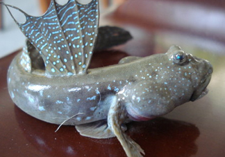 彈涂魚是兩棲動(dòng)物嗎？彈涂魚營養(yǎng)價(jià)值有哪些
