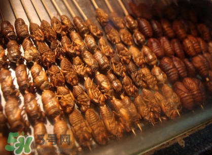 蟬蛹吃什么部位？蟬蛹都有哪些營(yíng)養(yǎng)價(jià)值