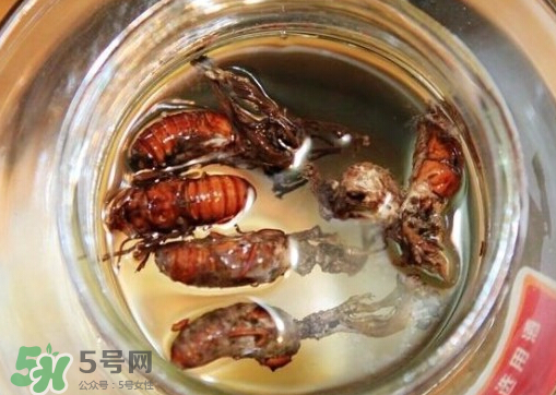 知了猴可以泡酒嗎？金蟬可以泡酒嗎？