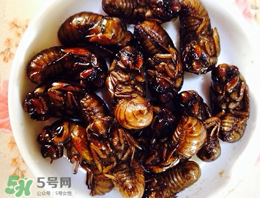 知了猴可以泡酒嗎？金蟬可以泡酒嗎？