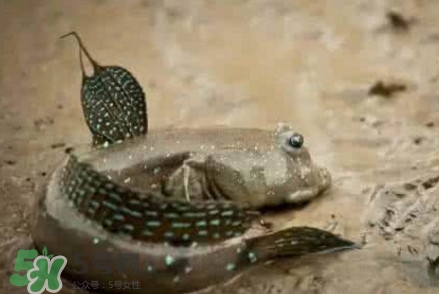 彈涂魚能吃嗎？彈涂魚怎么抓