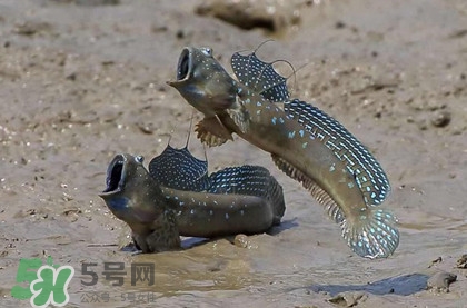 跳跳魚(yú)是什么魚(yú)？跳跳魚(yú)是不是泥鰍