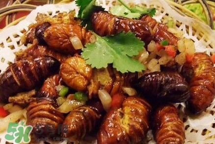 蟬蛹多少錢一斤？野生蟬蛹多少錢一斤