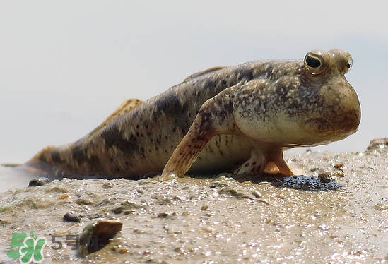 跳跳魚(yú)是什么魚(yú)？跳跳魚(yú)是不是泥鰍