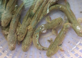 彈涂魚多少錢一斤？彈涂魚有毒嗎