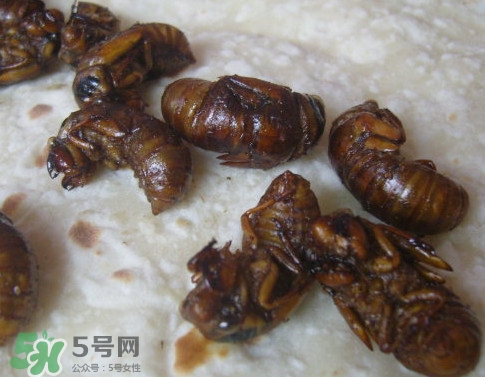 蟬蛹可以保存多長時(shí)間？蟬蛹冰凍起來能保存多久