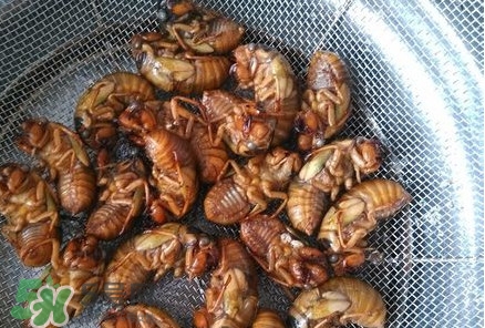 蟬蛹怎么處理？蟬蛹怎么保存