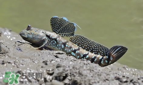 彈涂魚怎么吃？彈涂魚怎么燒好吃