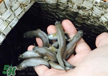 跳跳魚刺多嗎？跳跳魚小孩可以吃嗎