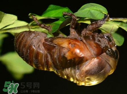 水煮蟬蛹怎么做？蟬蛹煮多久可以熟？