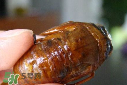 幼蟬猴怎么抓？幼蟬猴什么時候抓最好