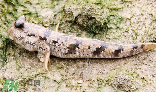 彈涂魚多少錢一斤？彈涂魚有毒嗎