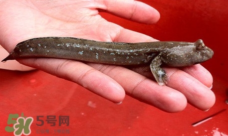 彈涂魚怎么吃？彈涂魚怎么燒好吃