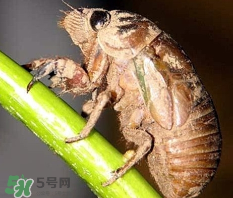 蟬蛹什么時候出來？蟬蛹什么時候最多