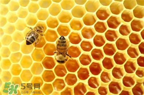 三伏貼能治過敏性鼻炎嗎？三伏貼治過敏性鼻炎貼哪里？
