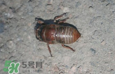幼蟬猴怎么做好吃？幼蟬猴有什么營養(yǎng)價(jià)值