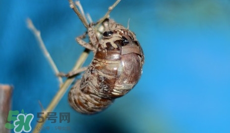 幼蟬猴怎么保存？幼蟬猴怎么清洗
