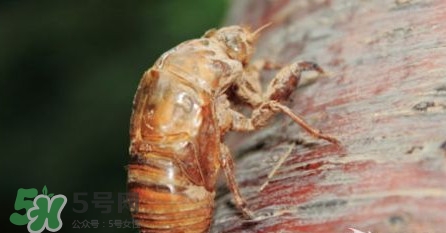幼蟬猴孕婦可以吃嗎？孕婦吃幼蟬猴有什么好處