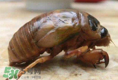幼蟬猴怎么保存？幼蟬猴怎么清洗