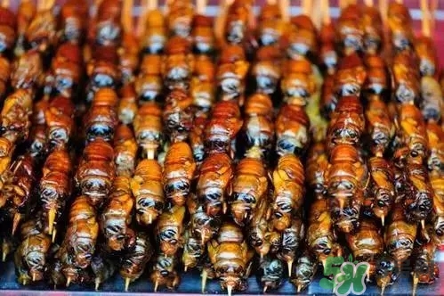 吃知了猴有什么好處？吃知了猴的好處與壞處