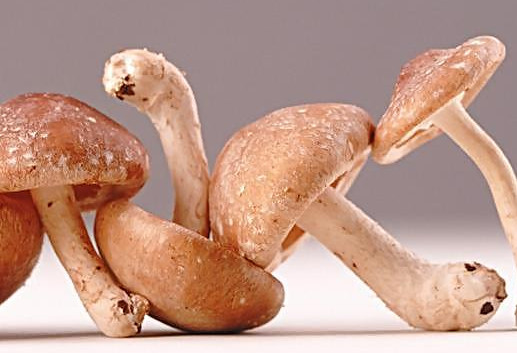 干香菇為什么比鮮香菇味道好？香菇為什么要曬干了再泡來吃