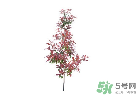 紫葉李什么時候開花？紫葉李什么時候成熟