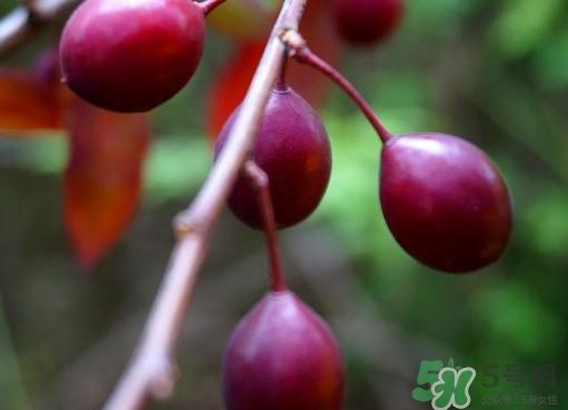 紫葉李果實(shí)有毒嗎？紫葉李果實(shí)能吃嗎