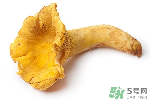 雞油菌多少錢一斤？雞油菌和雞樅菌有什么區(qū)別