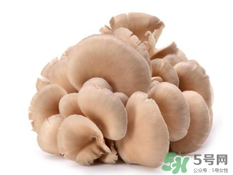 平菇怎么吃最有營養(yǎng)？平菇長白毛還能吃嗎