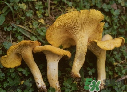 雞油菌多少錢一斤？雞油菌和雞樅菌有什么區(qū)別