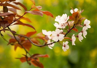 紫葉李什么時(shí)候開花？紫葉李什么時(shí)候成熟