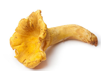 雞油菌多少錢一斤？雞油菌和雞樅菌有什么區(qū)別