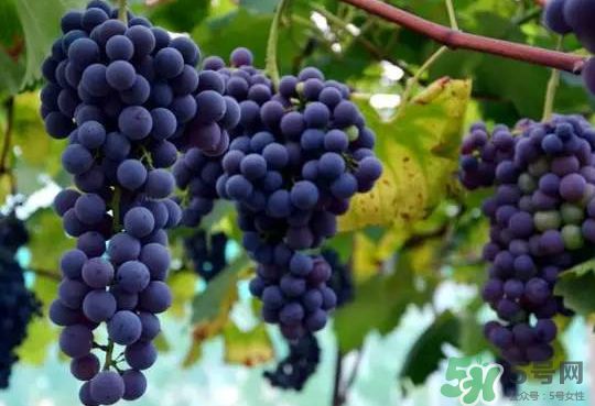 夏黑葡萄為什么掉色？夏黑葡萄怎么會染色？