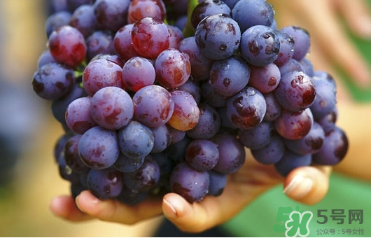 夏黑葡萄可以釀酒嗎？夏黑葡萄怎么自釀酒？
