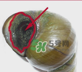 田螺里面都可以吃嗎？田螺不能和什么同食