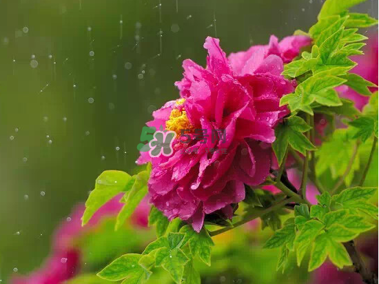 2017大暑會不會下雨？2017大暑下雨好嗎？