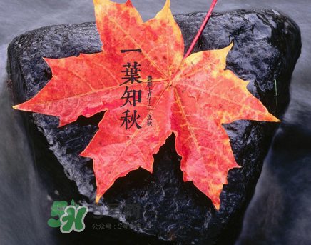 立秋后就是秋天了嗎？立秋后就涼快了嗎？